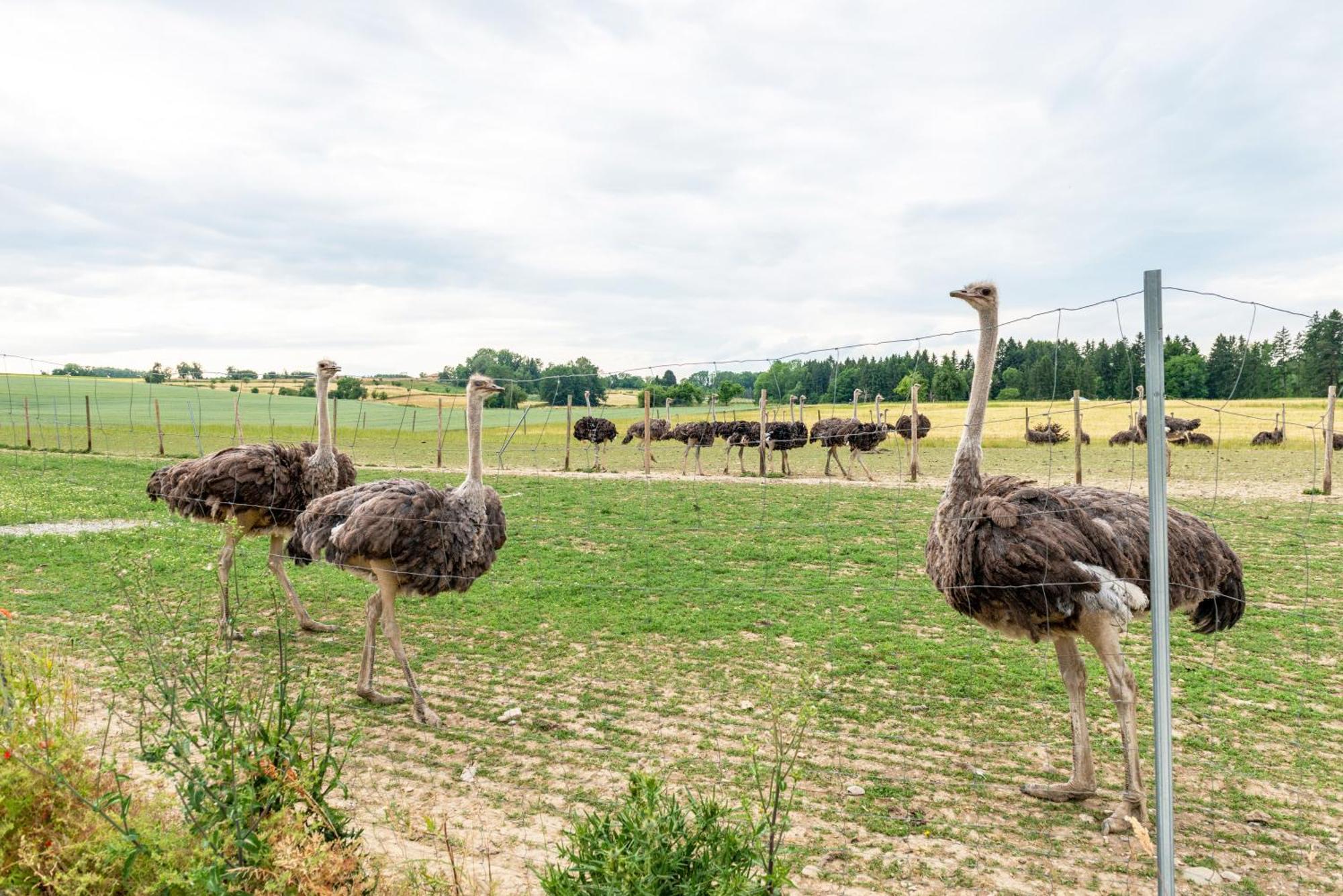 Beutenmuehle Straussenfarm Dach Owingen Kültér fotó