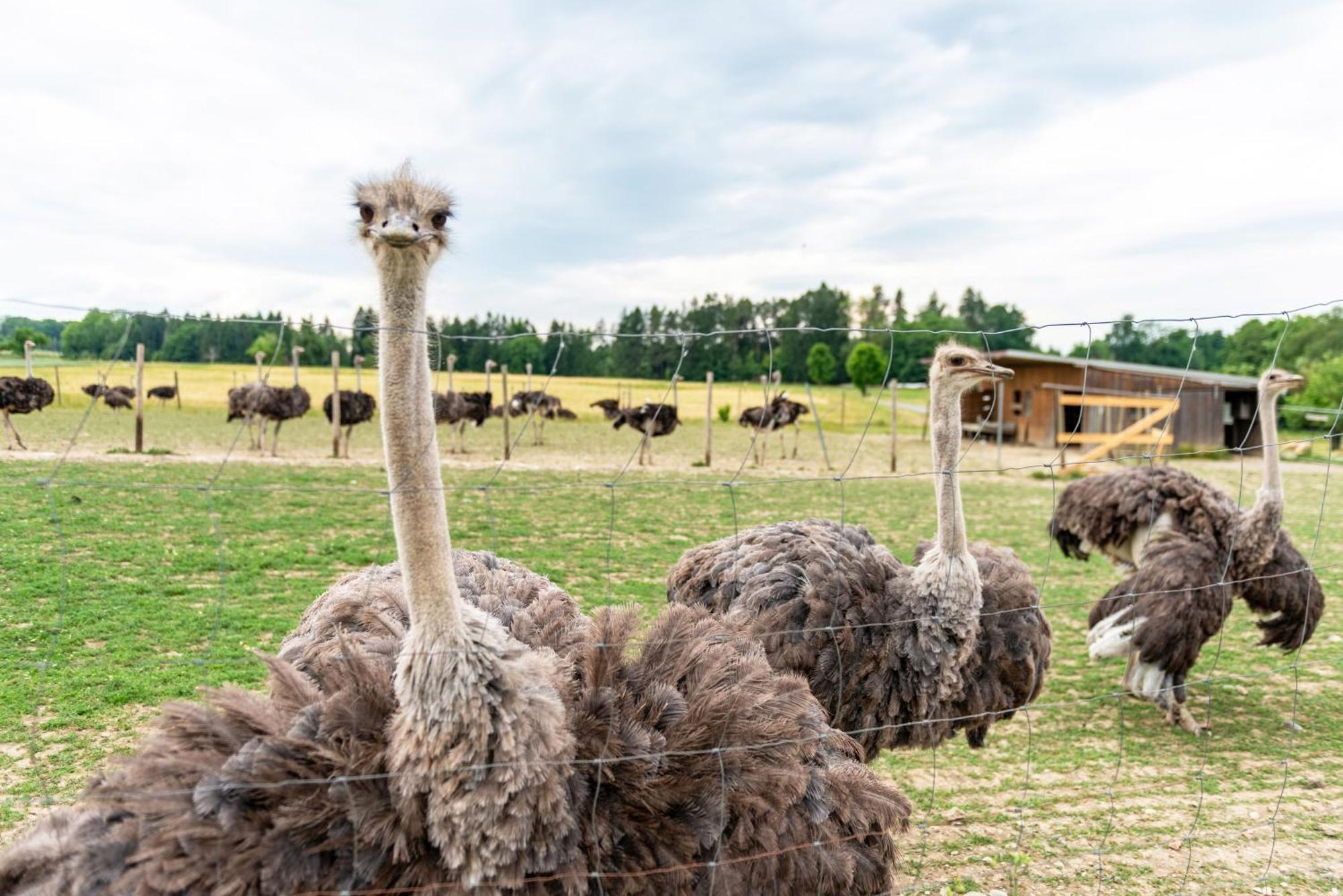 Beutenmuehle Straussenfarm Dach Owingen Kültér fotó