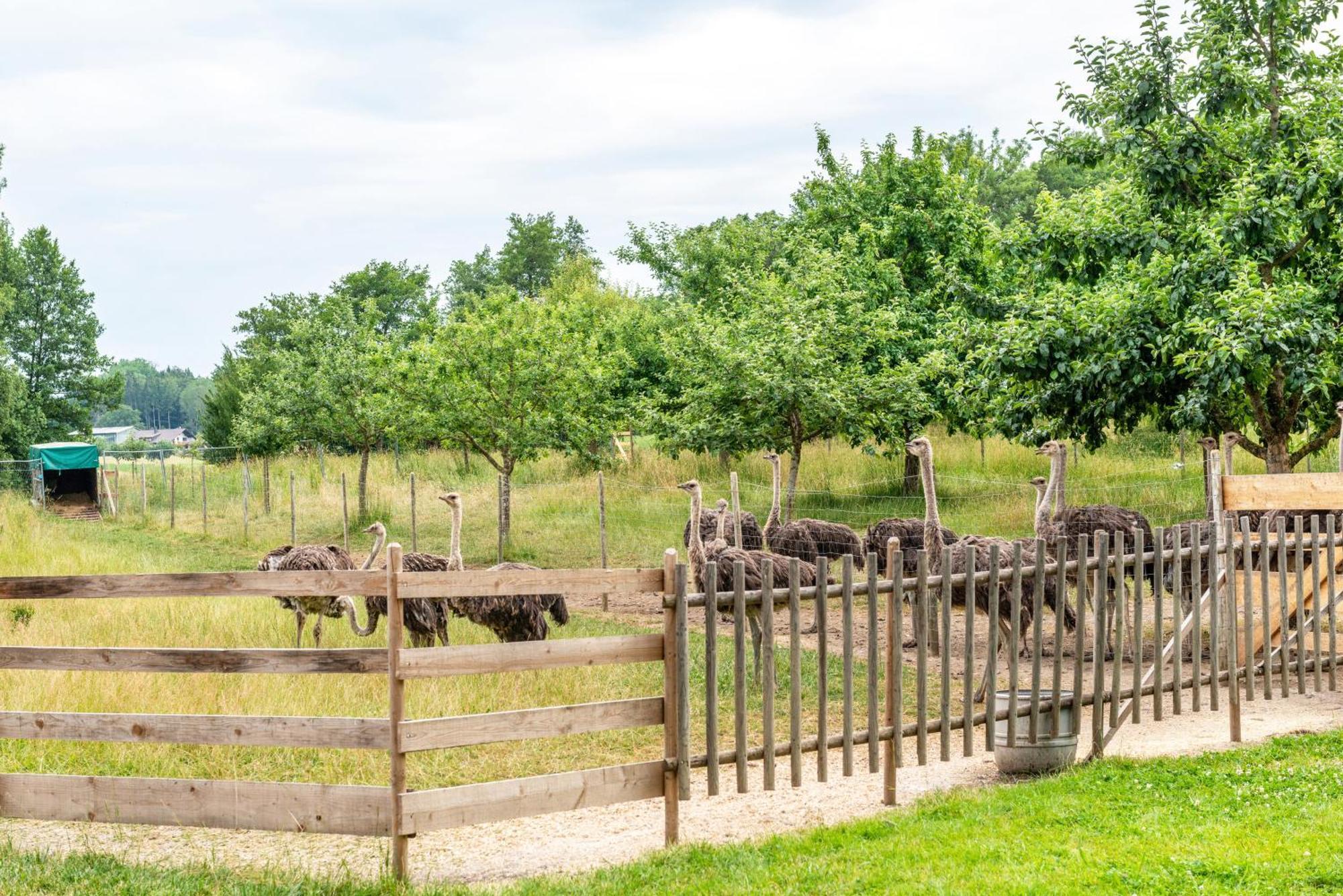 Beutenmuehle Straussenfarm Dach Owingen Kültér fotó