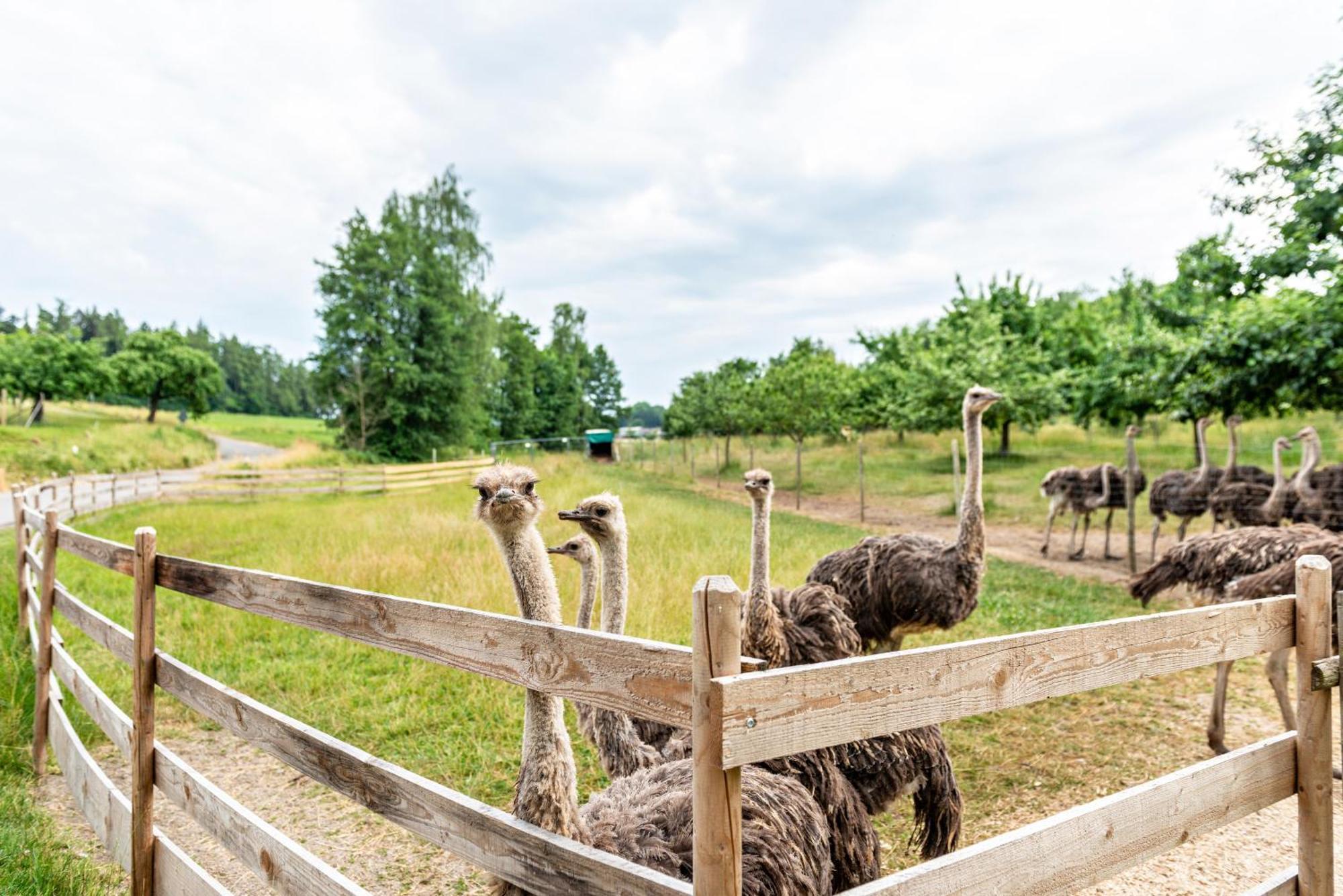 Beutenmuehle Straussenfarm Dach Owingen Kültér fotó